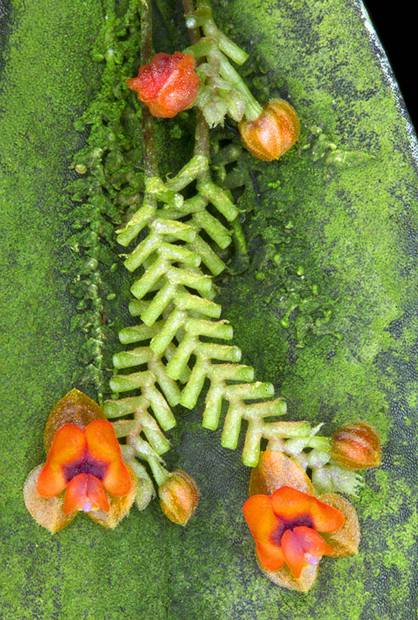 They are borne by 2-3 filiform inflorescences sited over the leaf petiolate base.