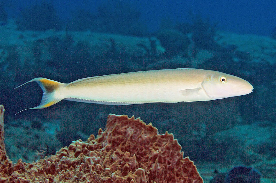 Il maschio dominante, riconoscibile dalla coda lirata con lunghi filamenti, le accetta con territori sovrapposti al suo e ogni sera controlla se sono pronte a deporre.