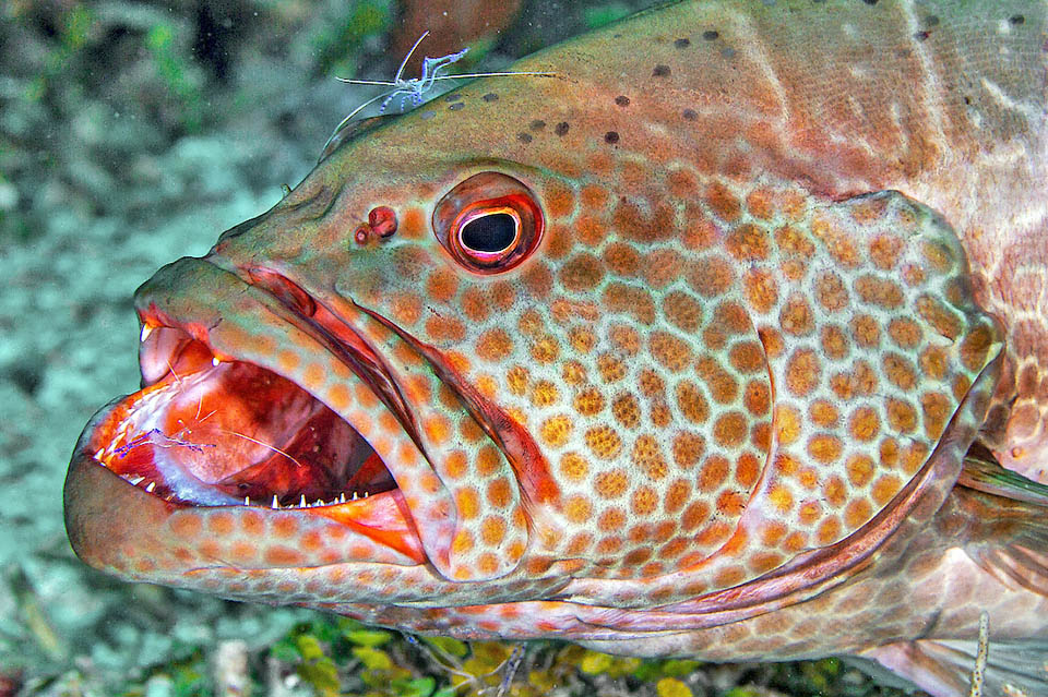 Nelle stazioni di pulizia il capo di Mycteroperca tigris si fa rosso per sollecitare l&rsquo;intervento, come qui con i Gamberetti blu (Ancylomenes pedersoni).