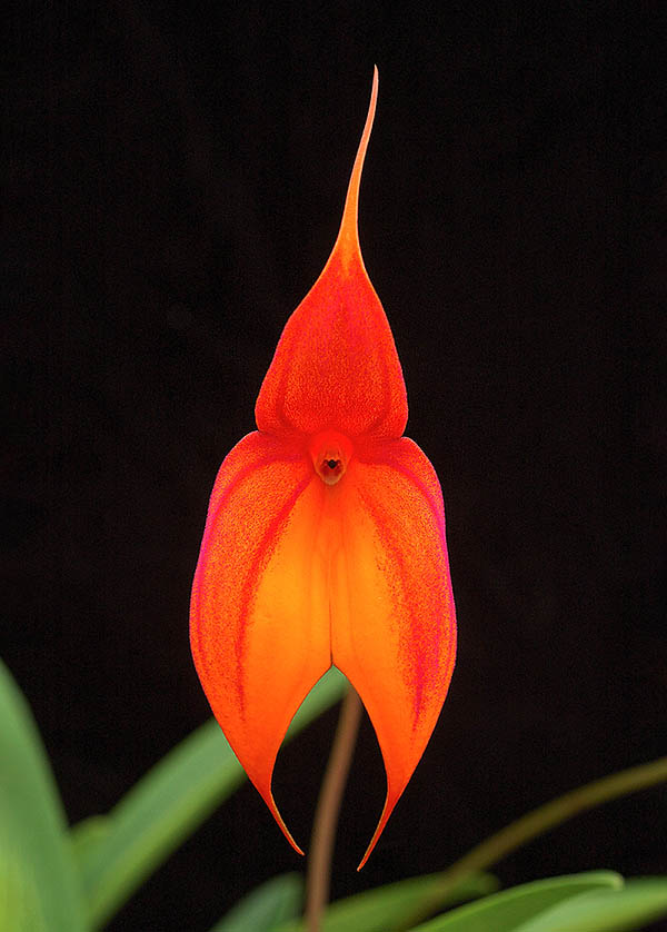 Masdevallia Gairiana &lsquo;Laurie&rsquo; &egrave; un altro clone di ibrido tra Masdevallia davisii e Masdevallia veitchiana. Reca un grande fiore, di colore iridescente fra arancio scarlatto a giallo-arancio, che raggiunge i 10 cm.