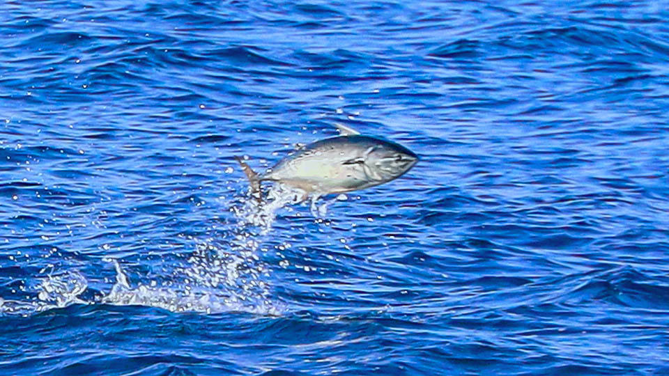 Euthynnus alletteratus compie spettacolari balzi fuor d&rsquo;acqua a 40 km/h per spezzare i fitti banchi di pesci azzurri, come sardine o acciughe.