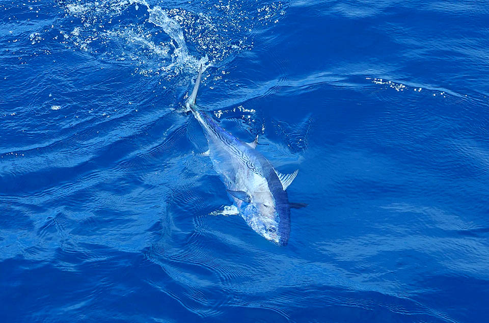 I membri della sua squadra d&rsquo;attacco vengono catalizzati dal tonfo di Euthynnus alletteratus, e tutti ci guadagnano perch&eacute; la confusione delle prede terrorizzate facilita la strage.