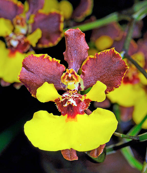 Esistono anche ibridi artificiali di Gomesa croesus adatti alla coltivazione casalinga. Richiedono luce e temperature adeguate, in un ambiente ben ventilato per evitare l&rsquo;attacco di parassiti e prevenire malattie fungine.