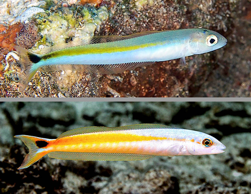 Giovani in crescita di Malacanthus plumieri. Le larve planctoniche spiegano la vasta diffusione della specie, ed anche se incappa nelle reti a strascico Malacanthus plumieri non &egrave; un specie a rischio.