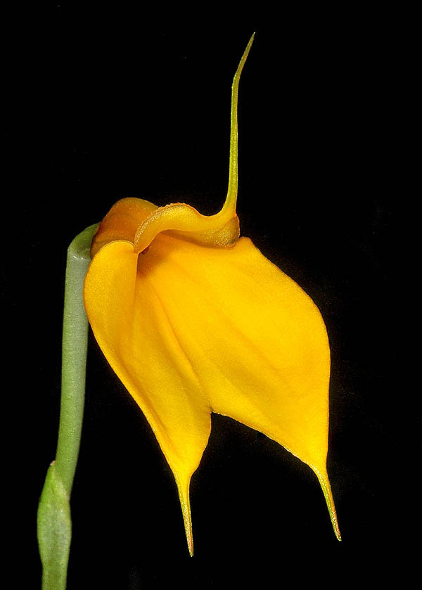 Masdevallia davisii &lsquo;Elena&rsquo; &egrave; un clone di qualit&agrave; eccezionale che offre fioriture prolungate.