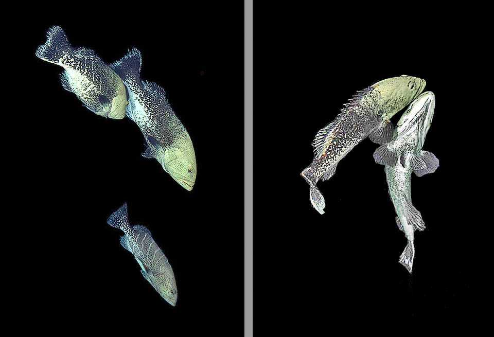 Due maschi di Mycteroperca tigris inseguono una femmina e inizia l&rsquo;accoppiamento.