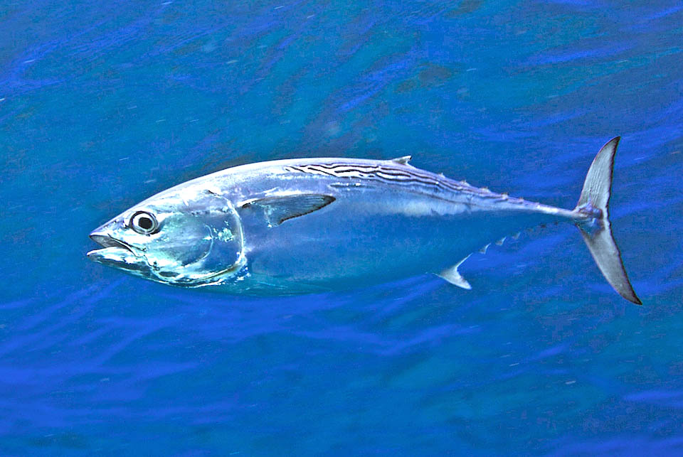 Euthynnus alletteratus si accoppia al largo a 30-40 m di profondit&agrave;. Nella stagione riproduttiva, ogni femmina pu&ograve; rilasciare a pi&ugrave; riprese 1,75 milioni di uova galleggianti.