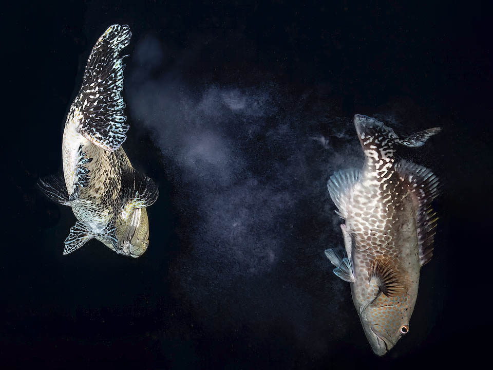 Vengono liberate nuvole di gameti e nei raduni i maschi possono fecondare circa 6 milioni di uova a notte, affidandole come le larve alle correnti.