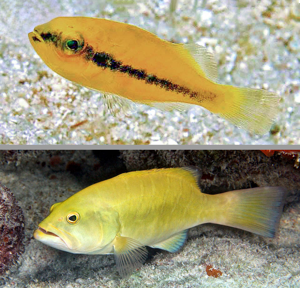 I giovani di Mycteroperca tigris sono quasi interamente gialli. Nei primi tempi una striscia longitudinale scura lungo i fianchi nasconde l&rsquo;occhio raggiungendo il muso.