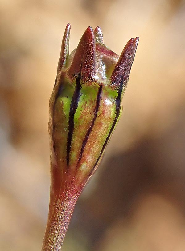C&aacute;psula en maduraci&oacute;n. Las numerosas semillas, marrones en la madurez, son elipsoides, lisas y brillantes, de 0,5 mm de longitud.