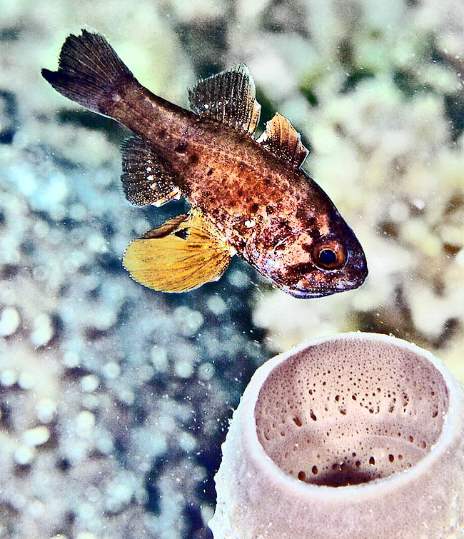 Come suggeriscono i grandi occhi, il caraibico Astrapogon puncticulatus &egrave; un pesce attivo di notte. Passa le ore del giorno nascosto in piccole cavit&agrave;, comprese le anguste aperture delle spugne.