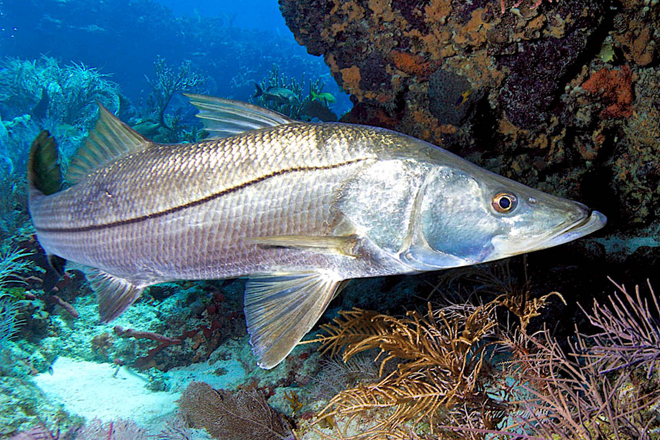 Centropomus undecimalis es un pez generalmente de medio metro de longitud, presente desde Carolina del Sur hasta R&iacute;o de Janeiro.