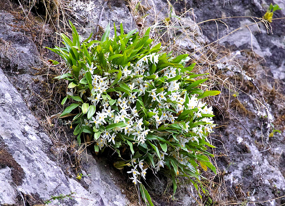 Coelogyne nitida Coelogyne nitida covers a vast range from Nepal to China and Indochina. Can live also on rocks covered by moss, mainly in the high altitude mountain forests.