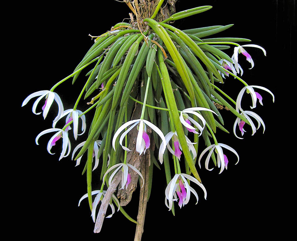 Leptotes bicolor &egrave; una specie originaria del Brasile meridionale e Paraguay orientale. Predilige le foreste pluviali subtropicali ad altitudini comprese tra 500 e 900 metri.