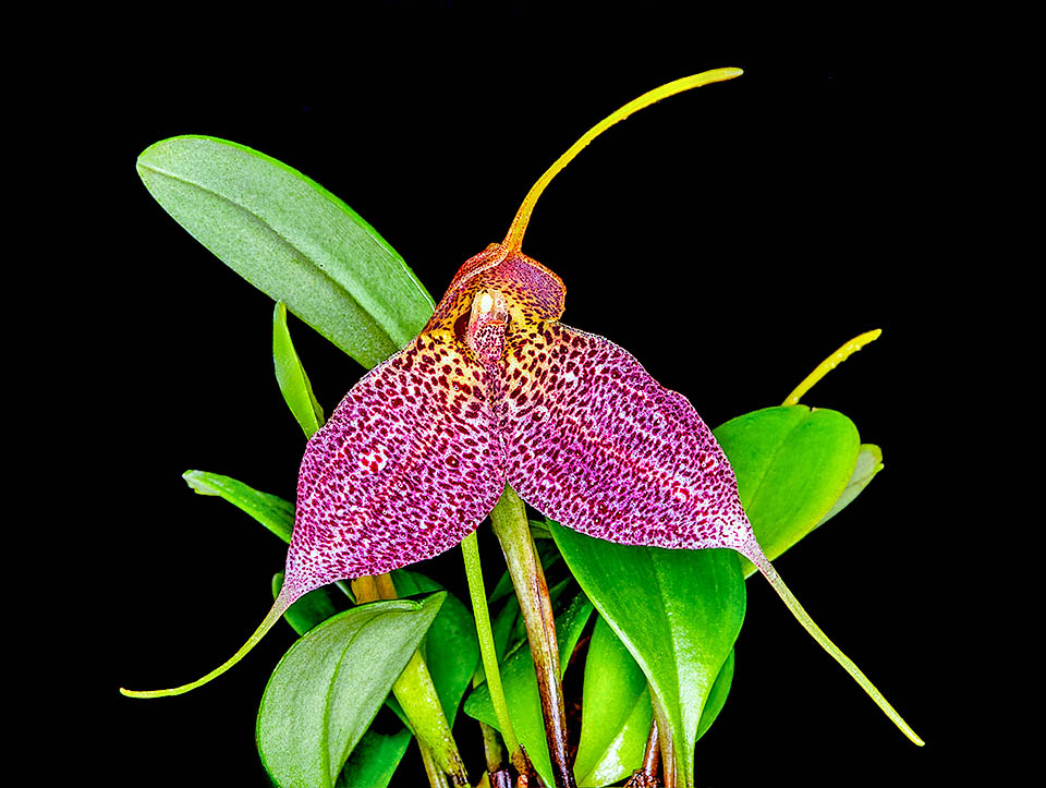 Masdevallia decumana Masdevallia decumana es una epífita endémica del sureste de Ecuador y el noreste de Perú, donde crece en bosques nubosos a altitudes entre 1000 y 2500 metros.