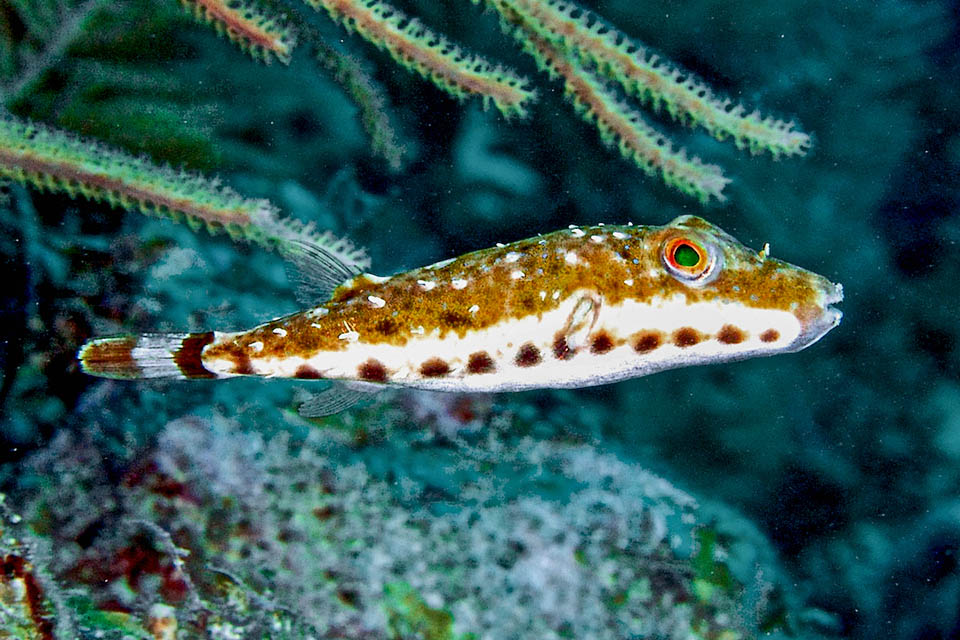 About twelve cm long, Sphoeroides spengleri is a small American fish having a vast range from Massachusetts coasts up to Santa Catarina in Brazil.