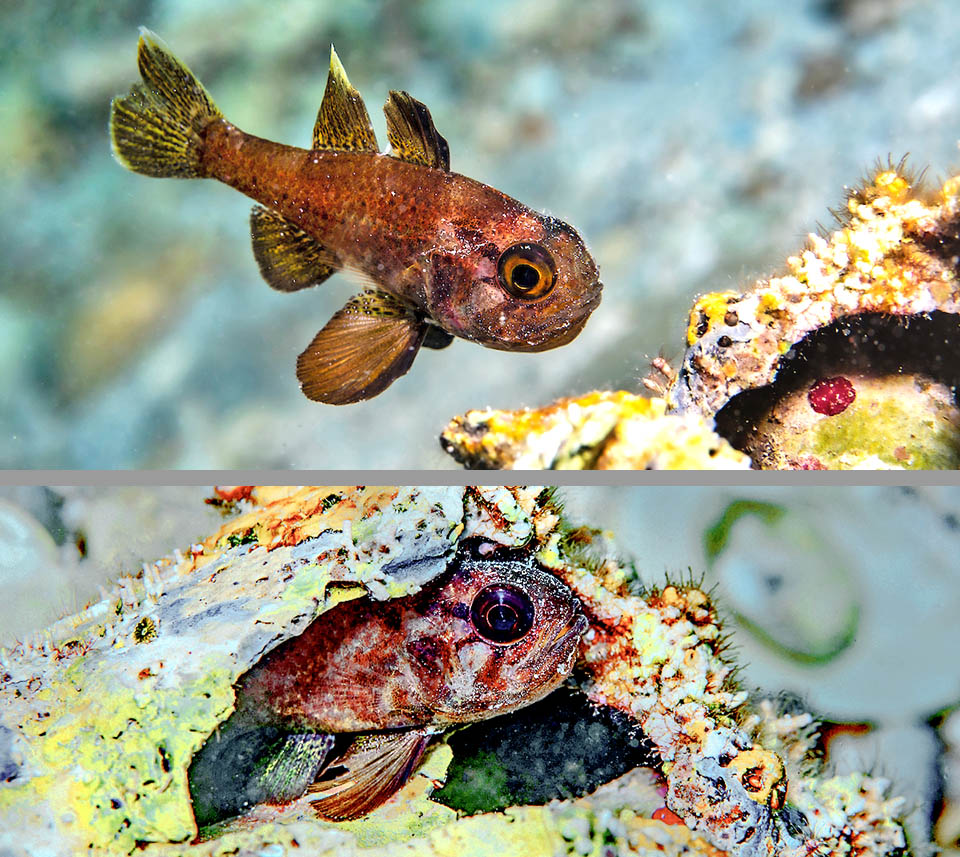 Qui Astrapogon puncticulatus ha scelto la conchiglia vuota di uno Strombus raninus, frequente nelle praterie sommerse di Thalassia testudinum dove si nutre di plancton e piccoli animali bentonici.