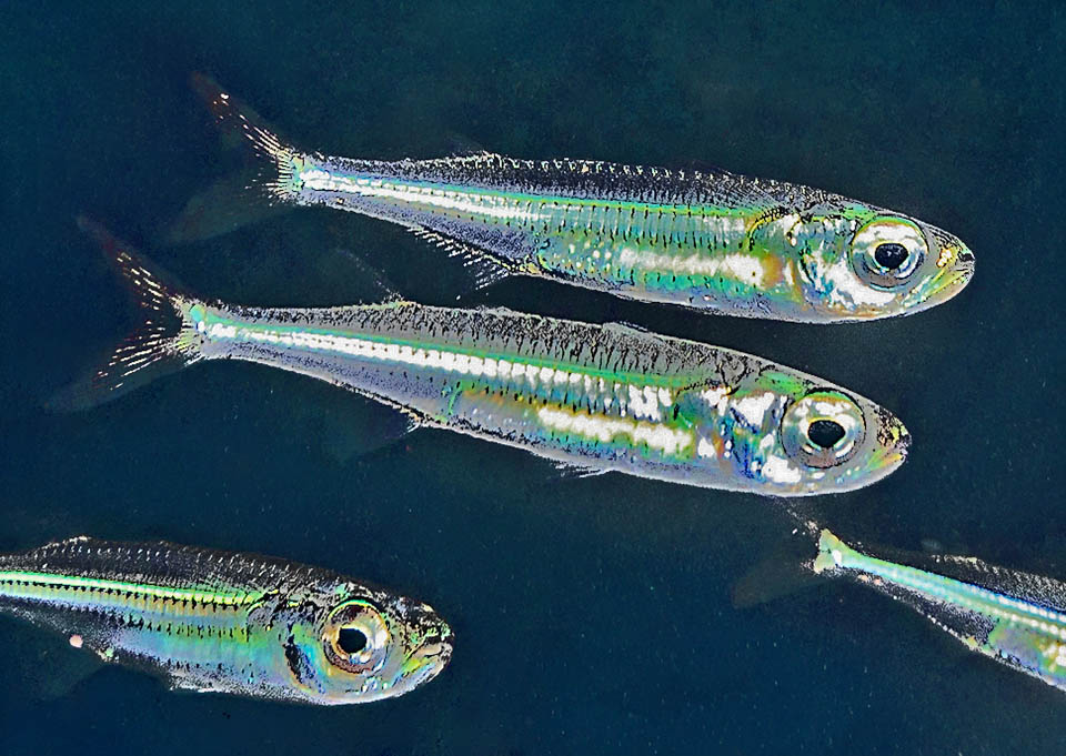 Hypoatherina harringtonensis &egrave; un pesce caraibico, presente in banchi nell&rsquo;Atlantico occidentale dalle Bermude e dal sud della Florida alle Antille e il Venezuela.