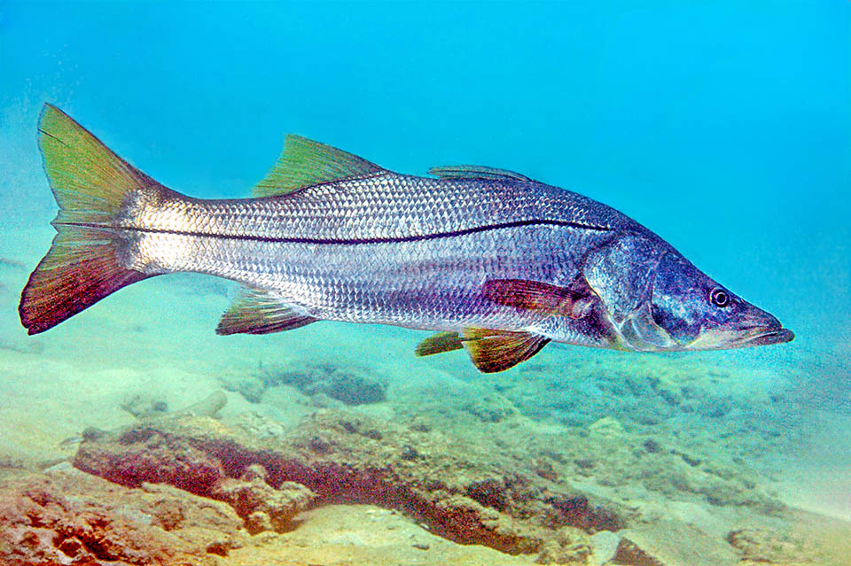El perfil de la cabeza de Centropomus undecimalis es ligeramente c&oacute;ncavo, con la mand&iacute;bula inferior prominente. La llamativa l&iacute;nea lateral negra tambi&eacute;n est&aacute; presente en la aleta caudal, el potente motor del pez.