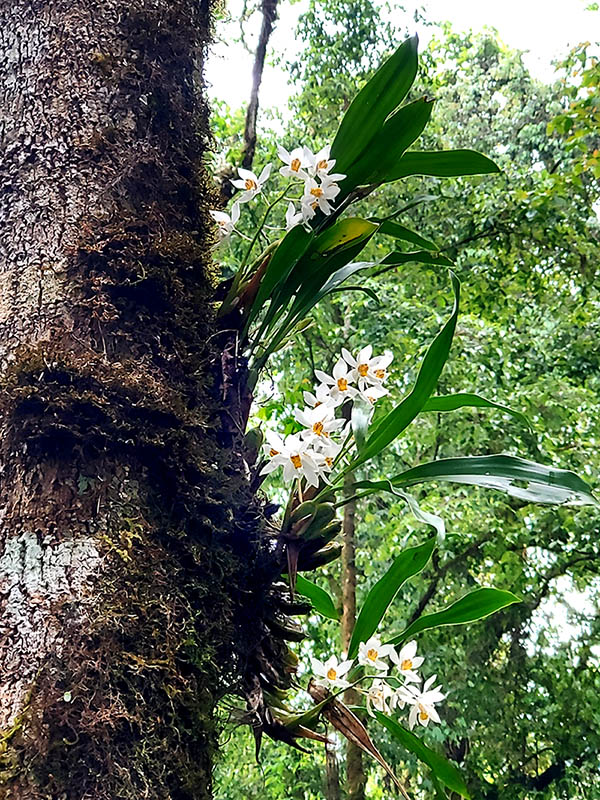 Coelogyne nitida However, Coelogyne nitida is more easily found as an epiphyte attached to the bark of large trees covered with moss in areas characterized by persistent thick fogs and frequent drizzles throughout the year.