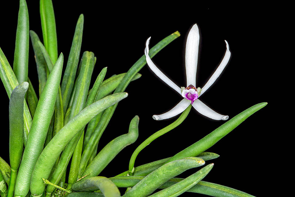 Leptotes bicolor ha portamento compatto per i numerosi pseudobulbi ravvicinati. Recano una sola foglia carnosa con solco dorsale. L&rsquo;infiorescenza porta 1-3 fiori che si aprono in successione.
