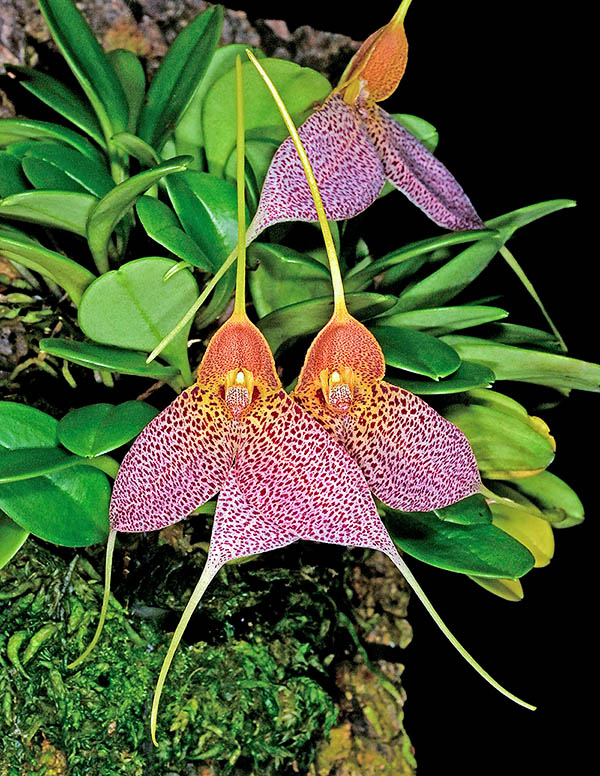 Masdevallia decumana Tiene una altura de apenas 5 cm, pero presenta espectaculares flores punteadas.