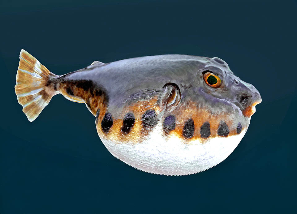 Slim when resting, Sphoeroides spengleri is actually a small puffer inflating in front of the predators for not being swallowed.