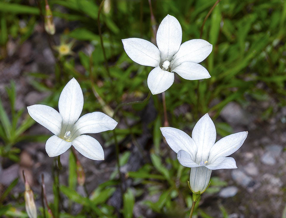 Las flores de Wahlenbergia albomarginata, azules o blancas con estriaciones, son largamente pedunculadas y la corola, campanulado-rotada, presenta el tubo basal alargado.