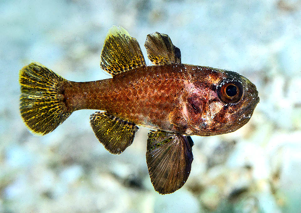 Astrapogon puncticulatus misura 8-10 cm. La livrea mimetica &egrave; bronzea, costellata da puntini e tratti neri. I maschi raccolgono le uova fecondate sui fondali e le proteggono in bocca fino alla schiusa.