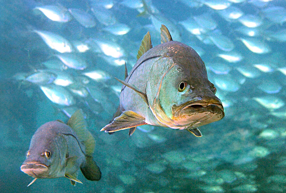 Centropomus undecimalis se alimenta principalmente de peces y crust&aacute;ceos de peque&ntilde;o tama&ntilde;o como los camarones.