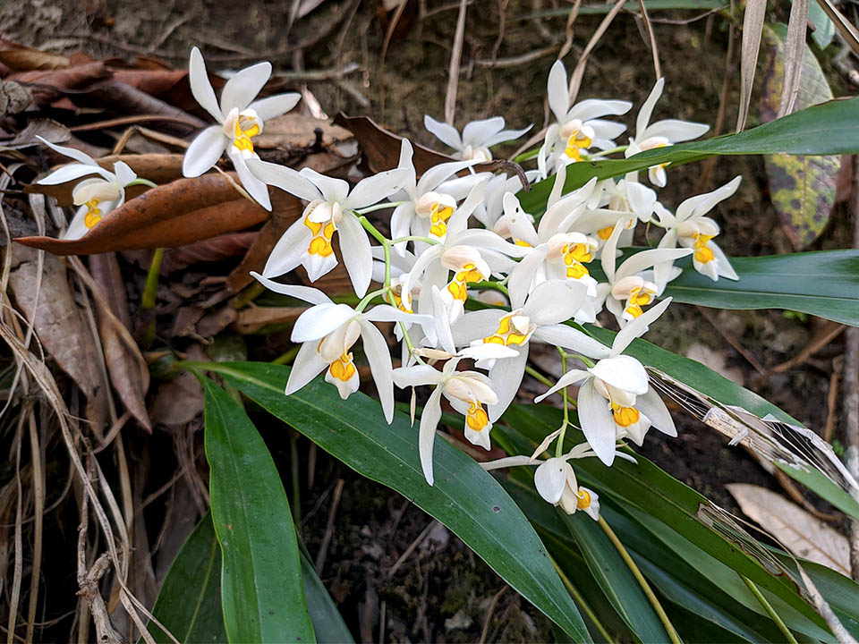 Coelogyne nitida The leaves of Coelogyne nitida are coriaceous and plicate, elliptic-lanceolate. In spring get form inflorescences with 3-8 bright white flowers emitting a sweet mossy scent.