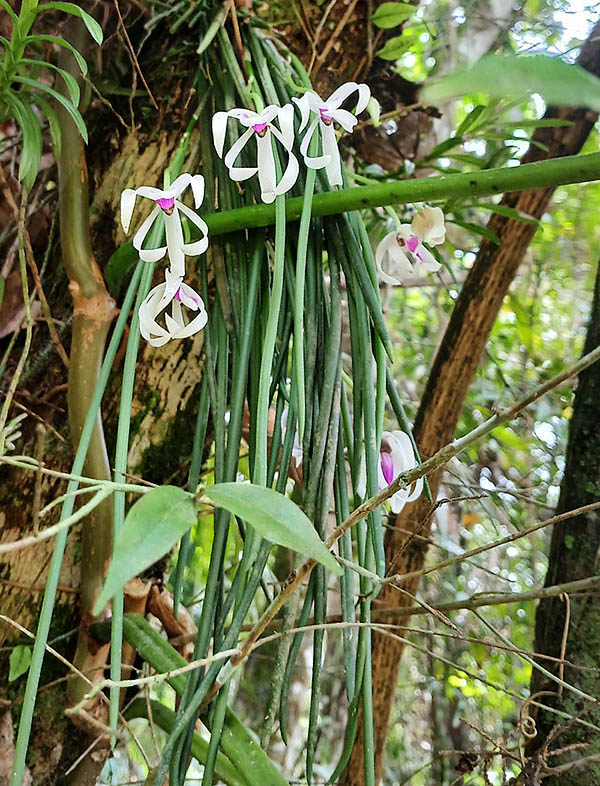 Leptotes bicolor si trova spesso epifita, ancorata al tronco degli alberi con foglie e fiori pendenti a grappolo.