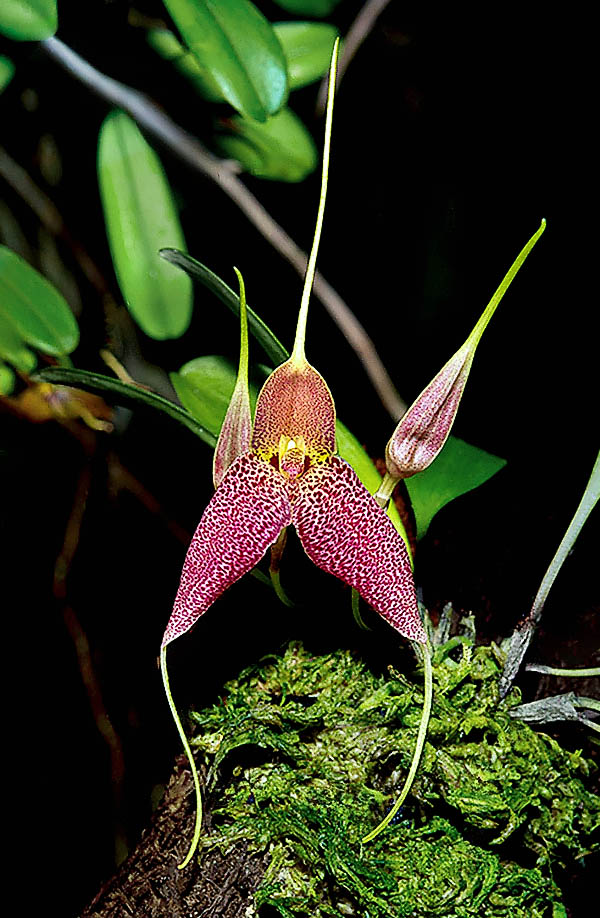 Masdevallia decumana El sépalo dorsal tiene forma de capucha, mientras que los laterales se presentan divergentes y fusionados en la base para formar un tubo. Los ápices de los tres sépalos están contraídos en segmentos alargados llamados colas.