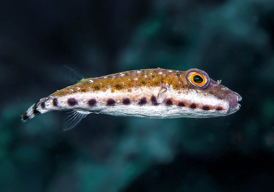 The livery of Sphoeroides spengleri is very variable due to the chromatophores, but is recognized at first sight due to the typical black spots on the sides
