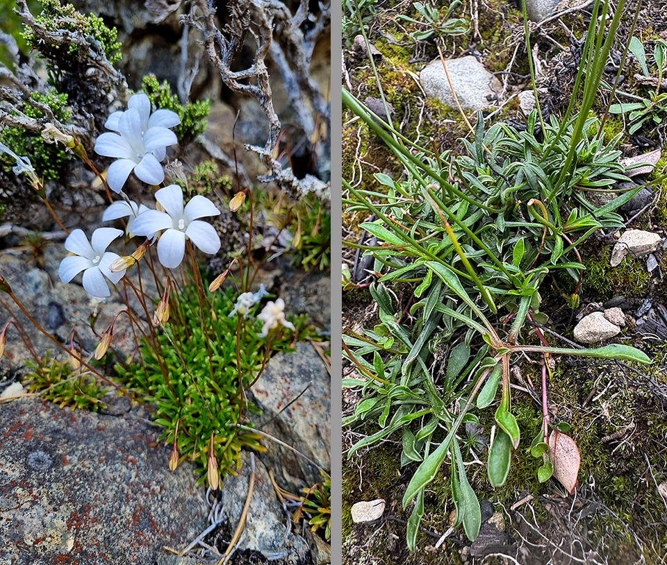 Mata en flor en estado natural. Las rosetas tienen hojas similares a cucharas. Son enteras, alargadas, con margen engrosado blanquecino. Varias hojas con forma de cuchara.