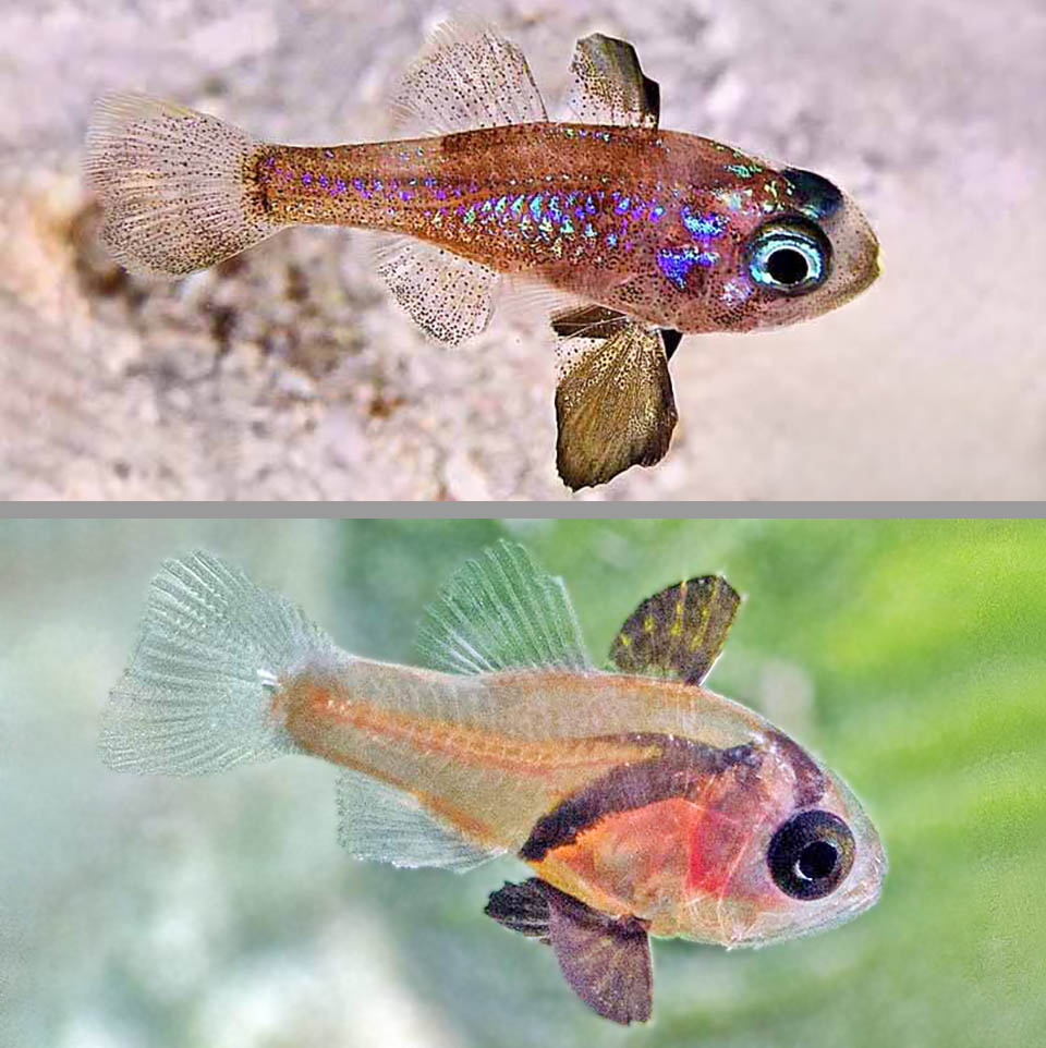 Due fasi della livrea giovanile con riflessi iridescenti all&rsquo;inizio e pinne in parte trasparenti. Predato da Pterois volitans, Astrapogon puncticulatus non &egrave; comunque a rischio.