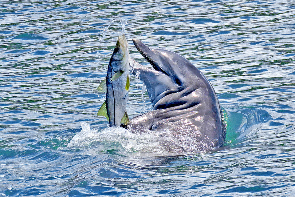 A su vez, Centropomus undecimalis es depredado por delfines y peces de gran tama&ntilde;o como tiburones y barracudas. Los juveniles tambi&eacute;n deben cuidarse de las aves.