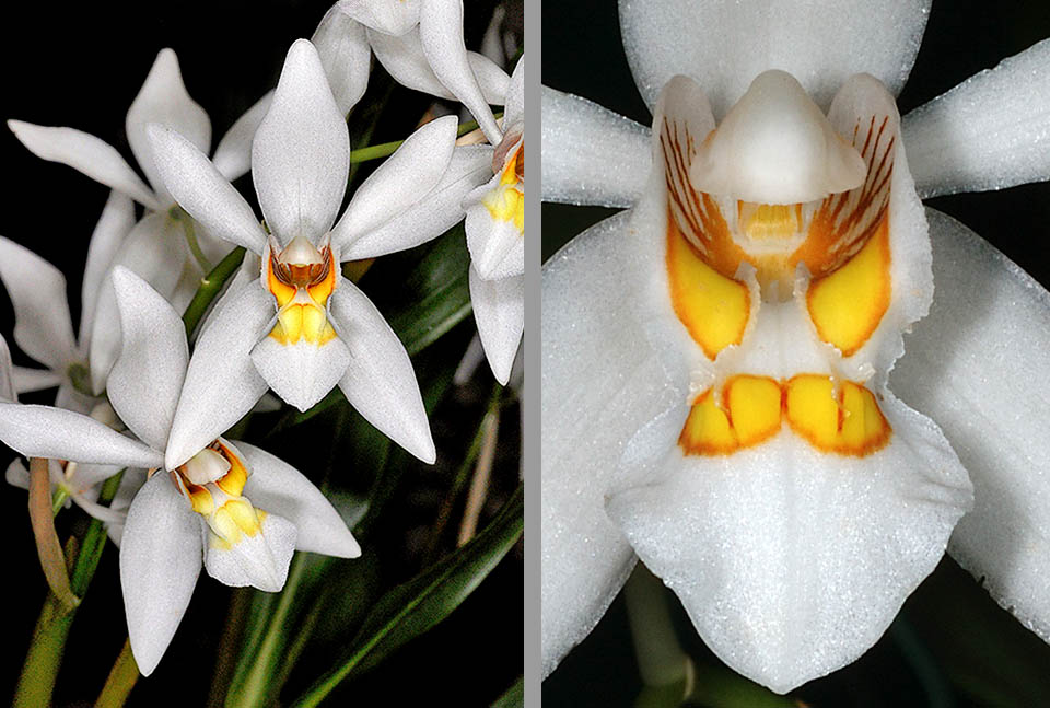 Coelogyne nitida The 40-50 mm broad flowers of Coelogyne nitida are star-shaped, with ovate-lanceolate sepals and linear-lanceolate petals. The labellum is trilobate, ovate, bright white with yellow-orange veins and two intense yellow oculiform spots simulating abundant pollen for pollinators. A refined visual and olfactory deception.