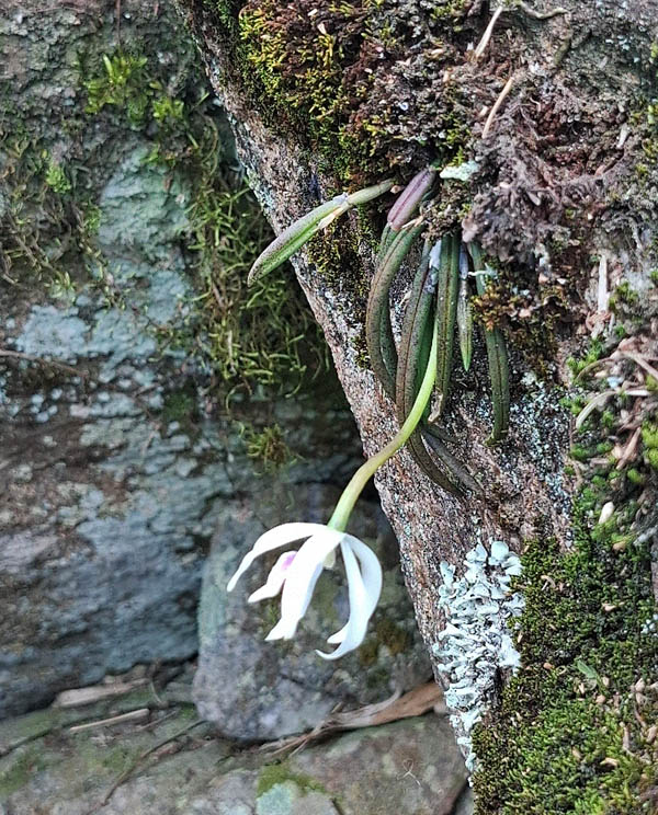 Leptotes bicolor cresce anche sulle rocce muschiose, grazie al velamen spugnoso delle radici che cattura l&rsquo;umidit&agrave; dell&rsquo;aria.