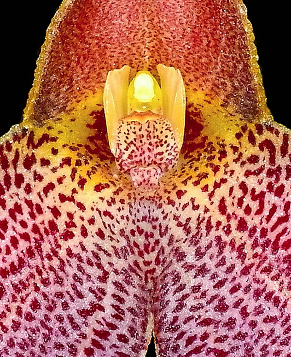 Masdevallia decumana Los pétalos, casi invisibles en el centro del tubo, miden aproximadamente 2,5–3 mm, son blanco-verdosos y presentan un engrosamiento externo. El labelo es claro con punteaduras purpúreas, unido a la columna, lo que lo hace móvil.