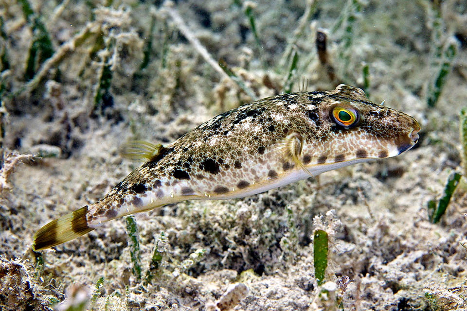 Sphoeroides spengleri mainly feeds on echinoderms, mollusks and crustaceans it by ambush seizes blending in the seabeds