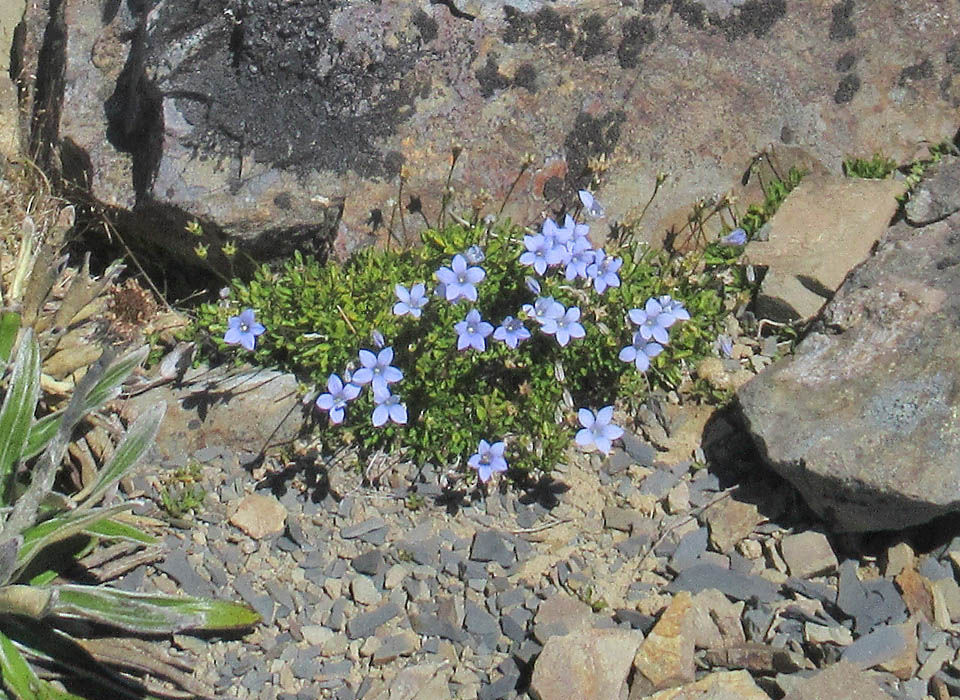 Wahlenbergia albomarginata crece principalmente donde las precipitaciones anuales son escasas o en suelos bien drenados, como los h&aacute;bitats rocosos.