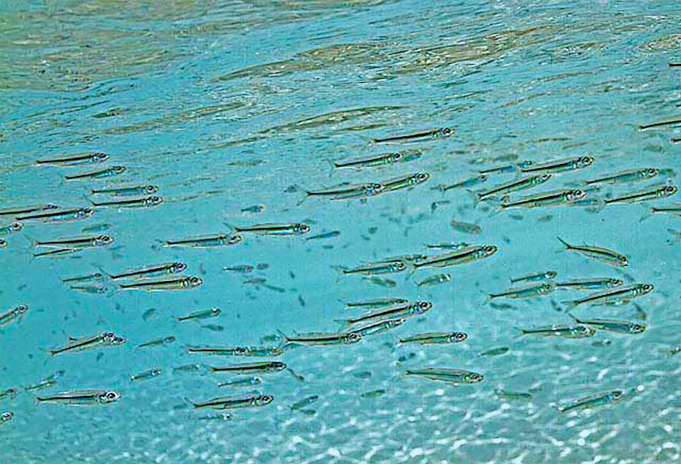 Ne risulta un sistema di integrazione sensoriale per la sopravvivenza della specie, dove la componente visiva prevale su quella meccano-recettiva della linea laterale.