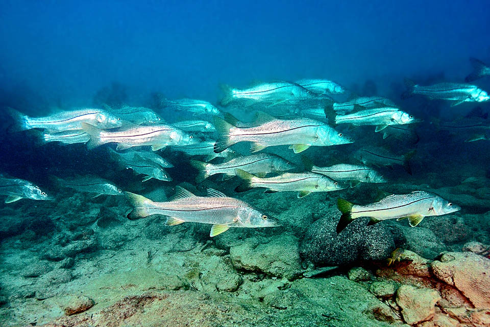 En las agregaciones, los machos se exhiben en arenas de cortejo con bruscas aceleraciones que muestran su vigor. Las hembras, de mayor tama&ntilde;o, depositan junto al macho elegido miles de huevos flotantes dispersados por las corrientes. Los juveniles crecen en los manglares, que ofrecen refugio y alimento, remontando posteriormente los r&iacute;os antes de regresar al mar para reproducirse. 