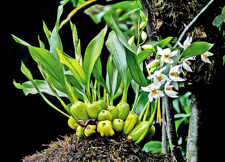 Coelogyne nitida The numerous oblong-ellipsoidal pseudobulbs of Coelogyne nitida have two leaves at the apex. The inflorescence develops from the base, characterized by erect or slightly drooping rachis.