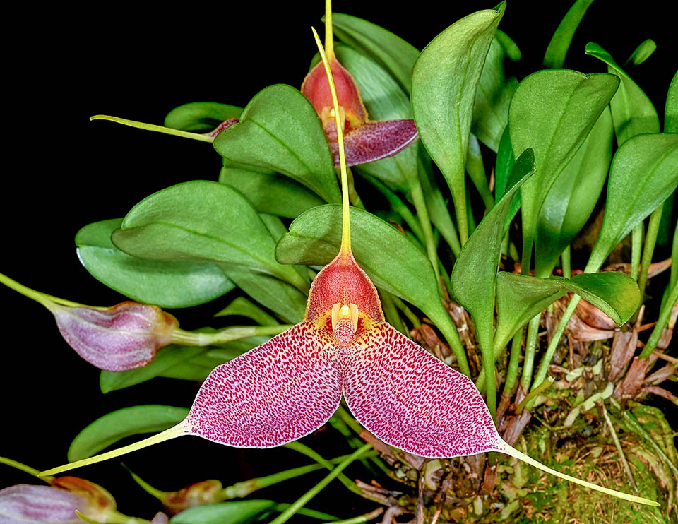 Masdevallia decumana La polinización es realizada por pequeños dípteros pertenecientes a la familia Drosophilidae, atraídos por señales visuales y olfativas de la flor. Cuando el insecto se posa sobre el labelo, este se flexiona empujándolo contra el polinario, que se adhiere mediante el viscidio para ser transportado a otra flor y efectuar la fecundación cruzada.