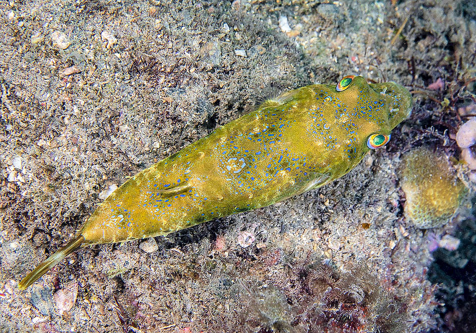 Unusual view from above. Snout is short with showy nostrils and eyes protruding above the head. Colours completely change due to the chromatophores.