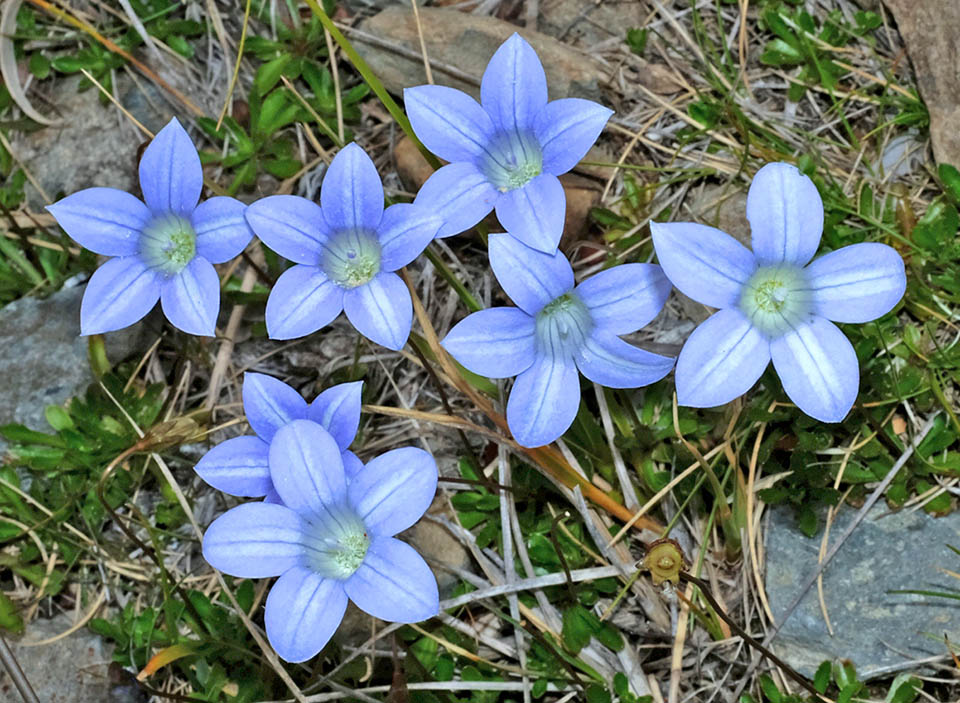 Wahlenbergia albomarginata es una planta herb&aacute;cea perenne end&eacute;mica de Nueva Zelanda, donde crece entre 700 y 1700 m de altitud.