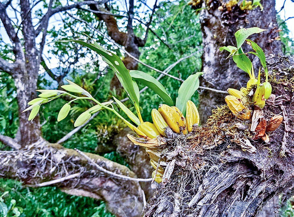 Coelogyne nitida Here, on the left, an inflorescence with still budding flowers. As years go by, the pseudobulbs lose their leaves, become wrinkly and finally they completely dry up.