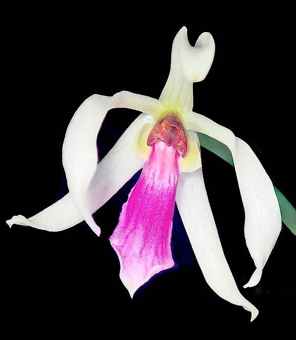 Il contrasto cromatico tra il bianco dei petali e il magenta brillante del labello, unito al profumo dolciastro di Leptotes bicolor, attira i maschi delle api della trib&ugrave; Euglossini che raccolgono oli essenziali per le loro parate nuziali.